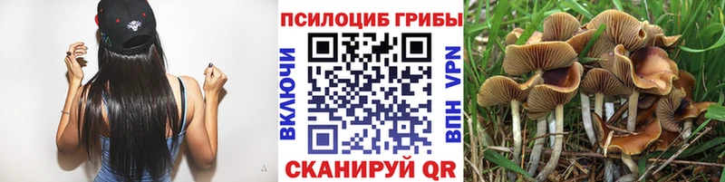Псилоцибиновые грибы Cubensis  Купить где  Краснознаменск 